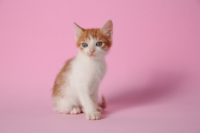 Cute little kitten on pink background, space for text. Baby animal