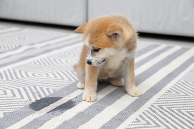 Photo of Cute akita inu puppy sitting near wet spot on carpet indoors
