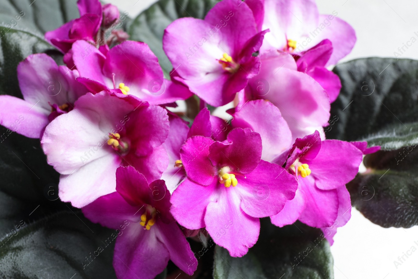 Photo of Beautiful violet flowers on light grey background, closeup. Plant for house decor