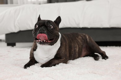 Photo of Adorable French Bulldog lying on rug indoors. Lovely pet