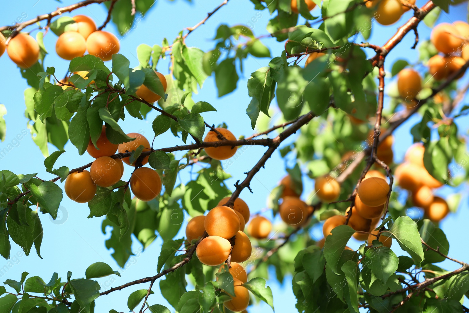 Photo of Many delicious ripe apricots on tree outdoors