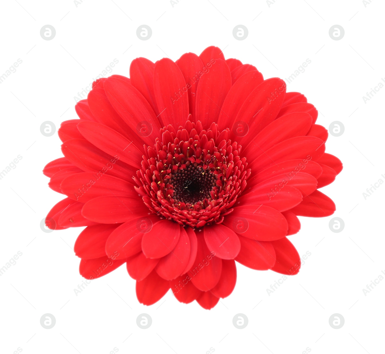 Photo of Beautiful red gerbera flower isolated on white