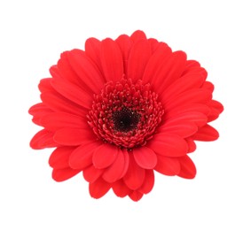 Beautiful red gerbera flower isolated on white