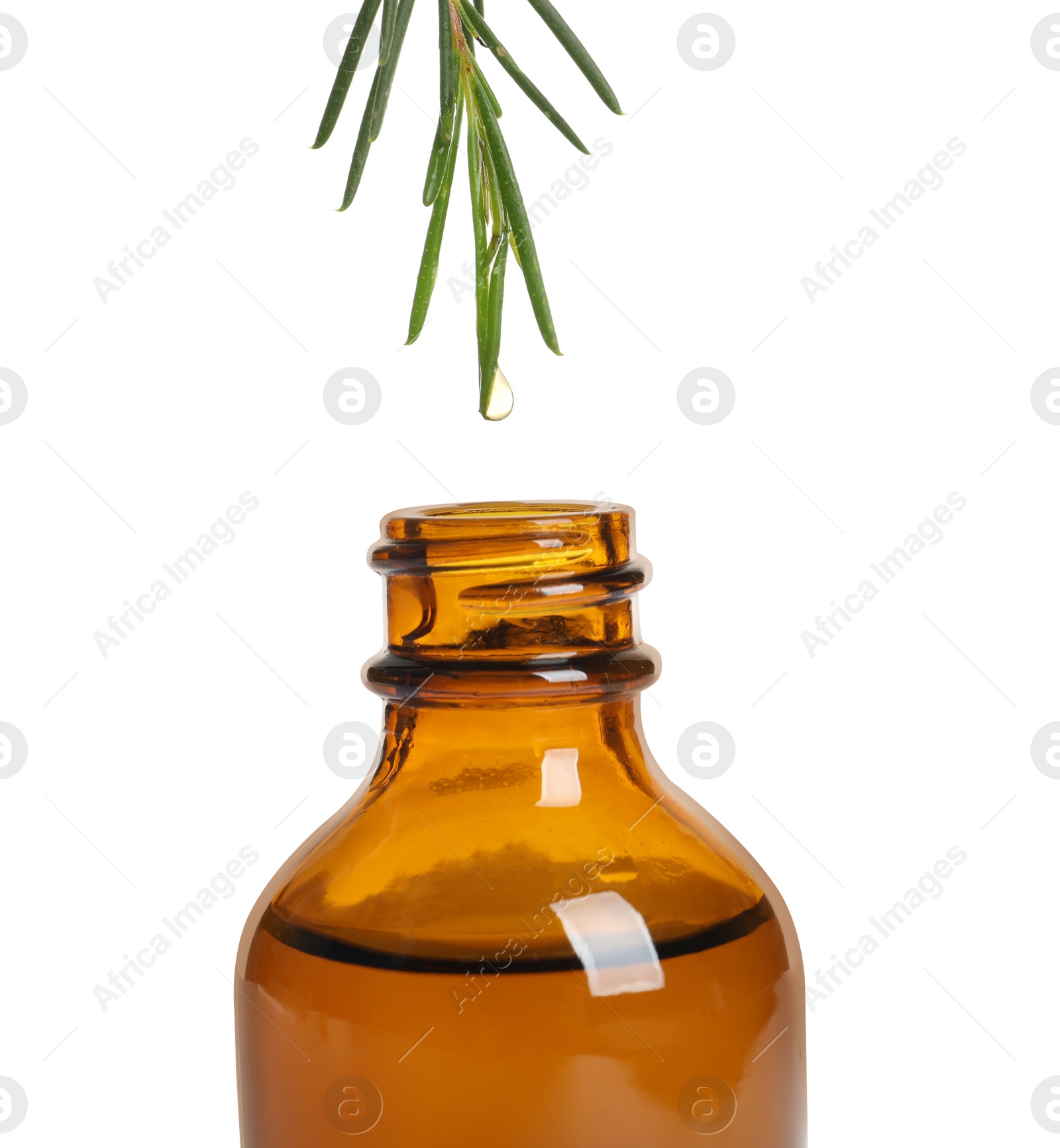 Photo of Dripping natural essential oil from tea tree branch into bottle on white background