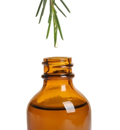 Dripping natural essential oil from tea tree branch into bottle on white background