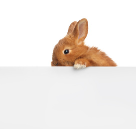 Adorable fluffy bunny on white background. Easter symbol