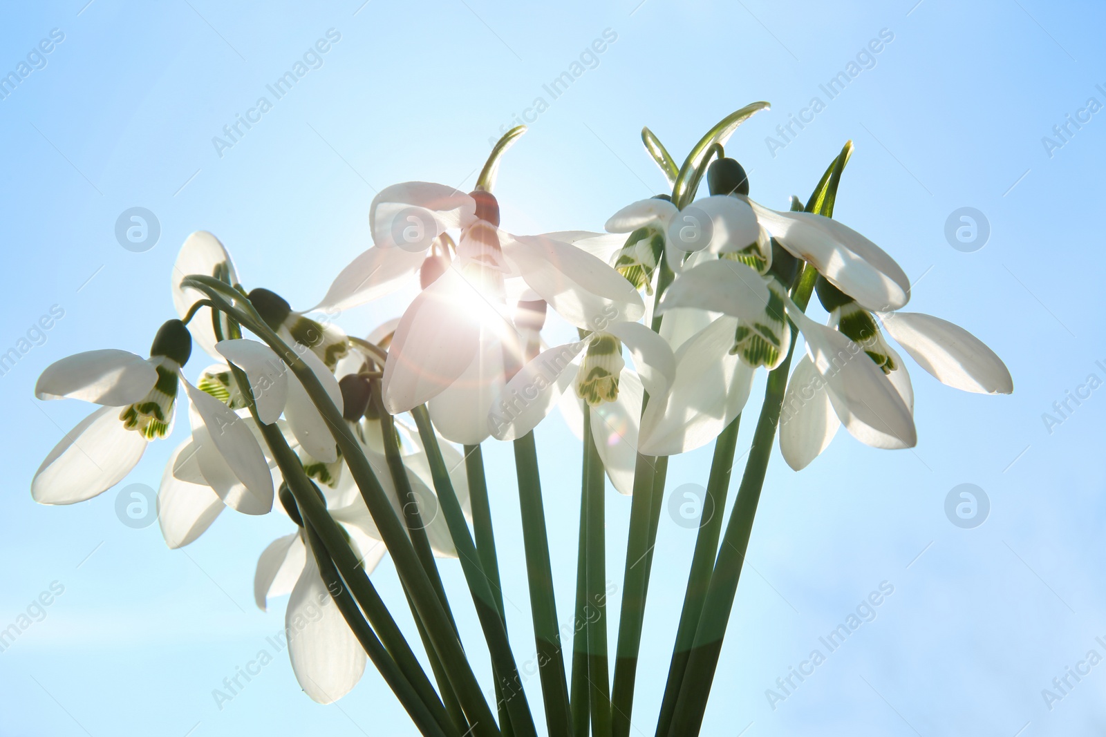 Photo of Bouquet of beautiful snowdrops against sky, closeup. Spring flowers