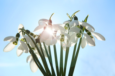 Photo of Bouquet of beautiful snowdrops against sky, closeup. Spring flowers