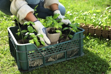 Photo of Woman taking seedling from crate outdoors on sunny day, closeup