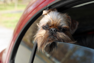 Adorable little dog looking out from car window. Exciting travel