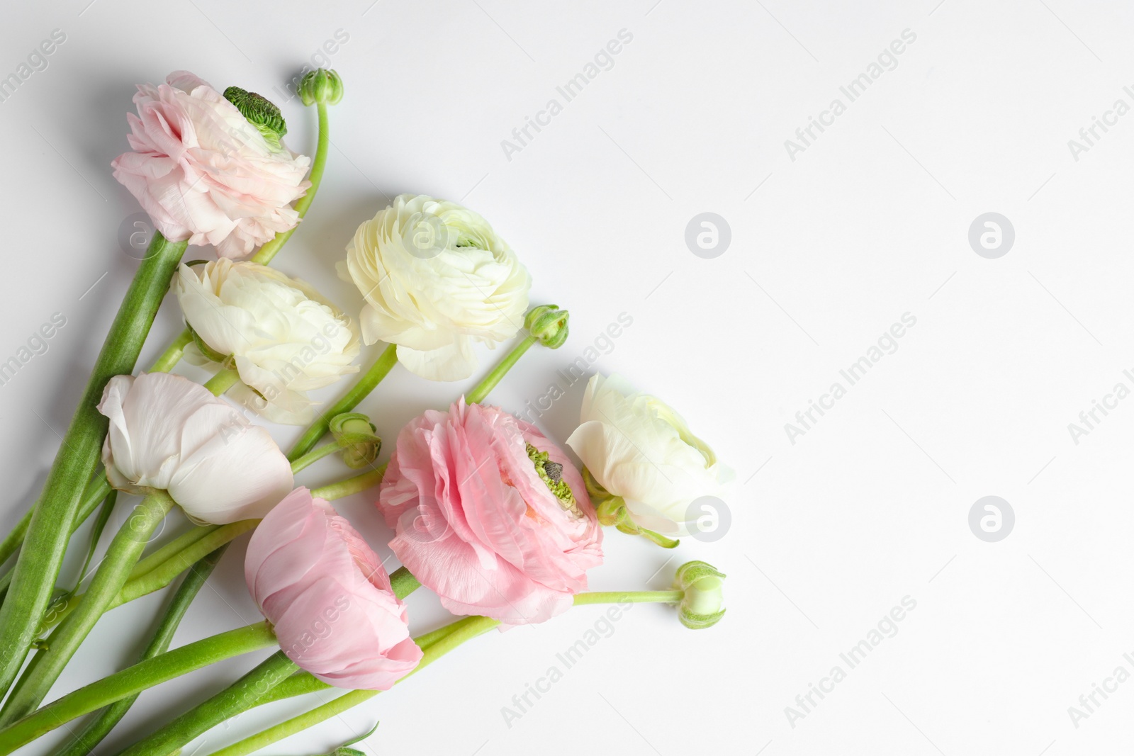 Photo of Beautiful ranunculus flowers on white background