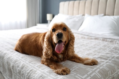 Cute English Cocker Spaniel on bed indoors. Pet friendly hotel