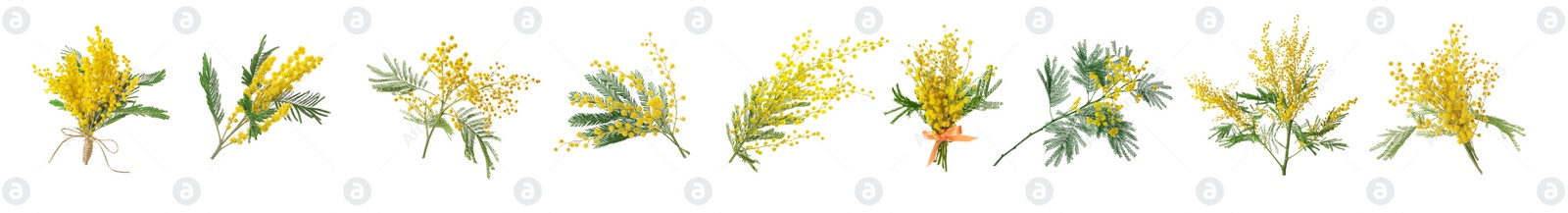 Image of Set with bright yellow mimosa flowers on white background. Banner design