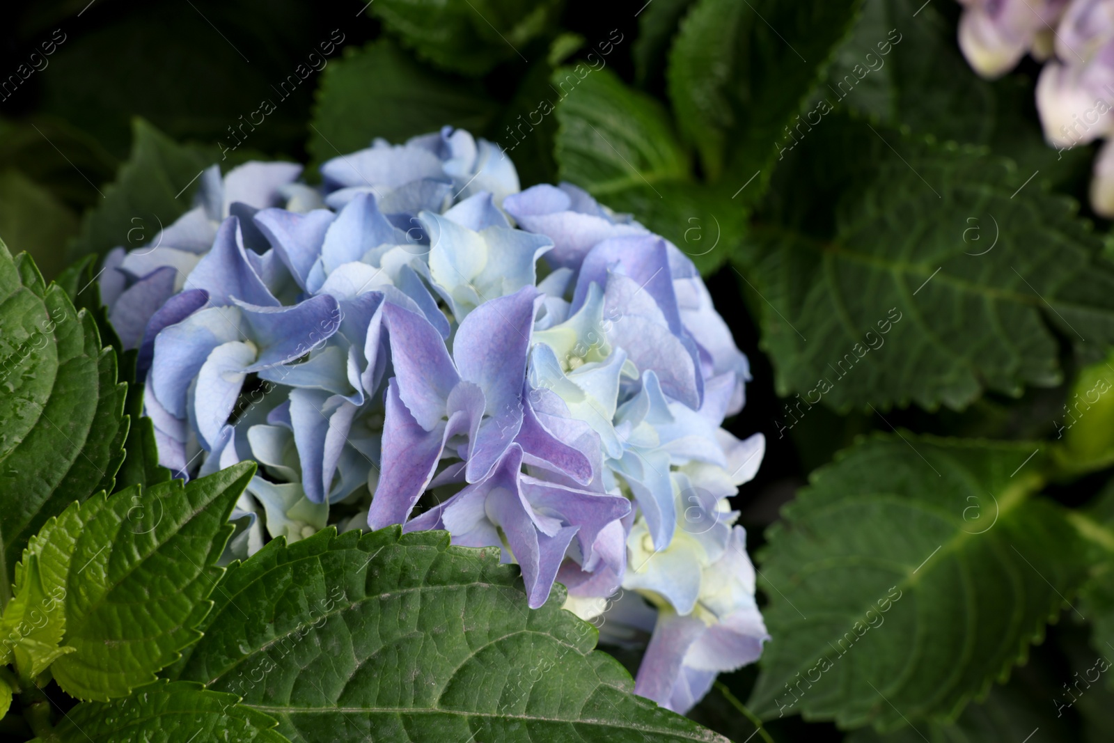 Photo of Beautiful hortensia plant with light blue flowers, closeup