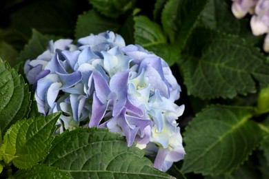 Beautiful hortensia plant with light blue flowers, closeup