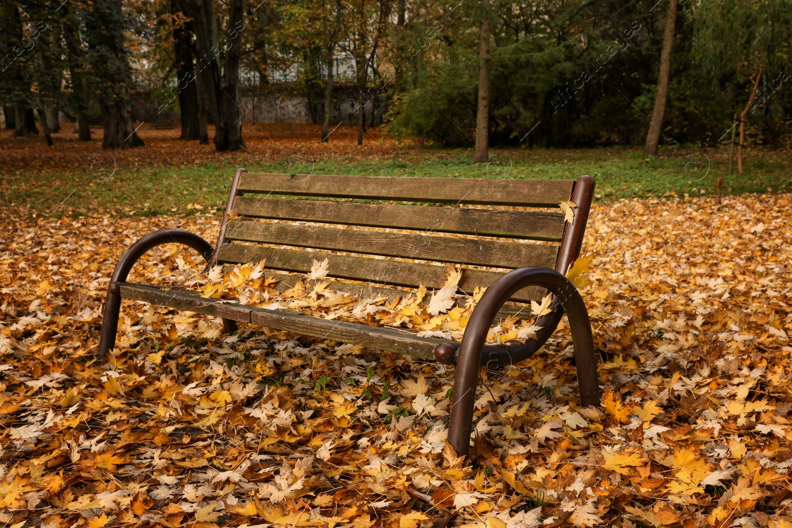 Photo of Wooden bench and fallen yellowed leaves in park