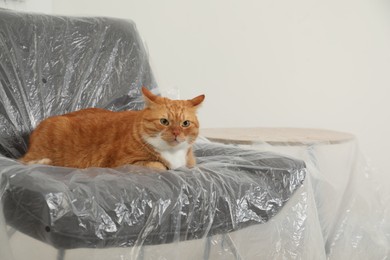 Cute ginger cat resting in armchair covered with plastic film indoors