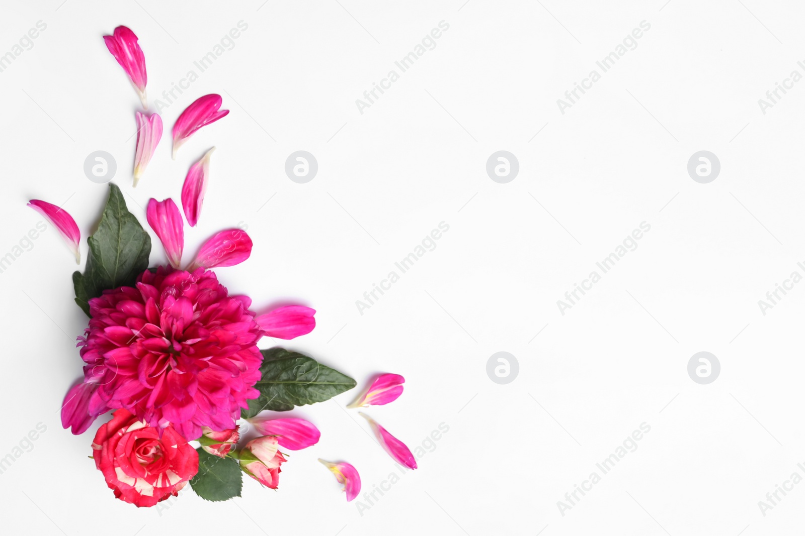 Photo of Beautiful dahlia flower and roses on white background, flat lay. Space for text