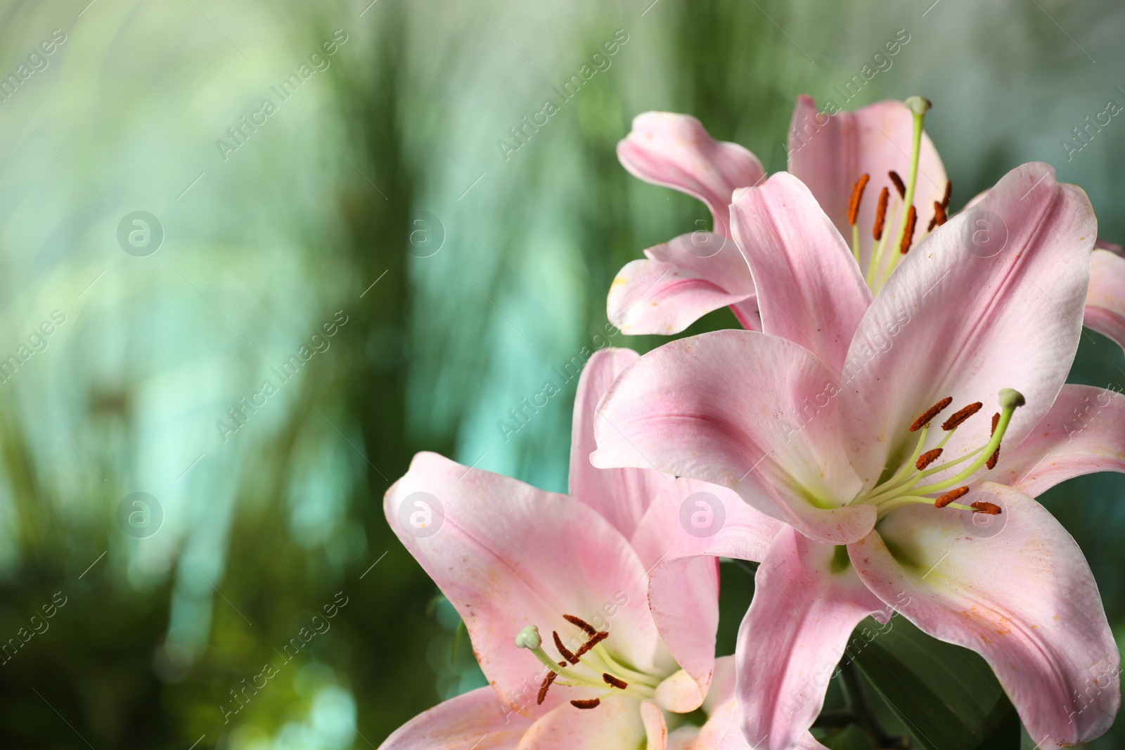 Photo of Beautiful pink lily flowers against blurred green background, closeup. Space for text