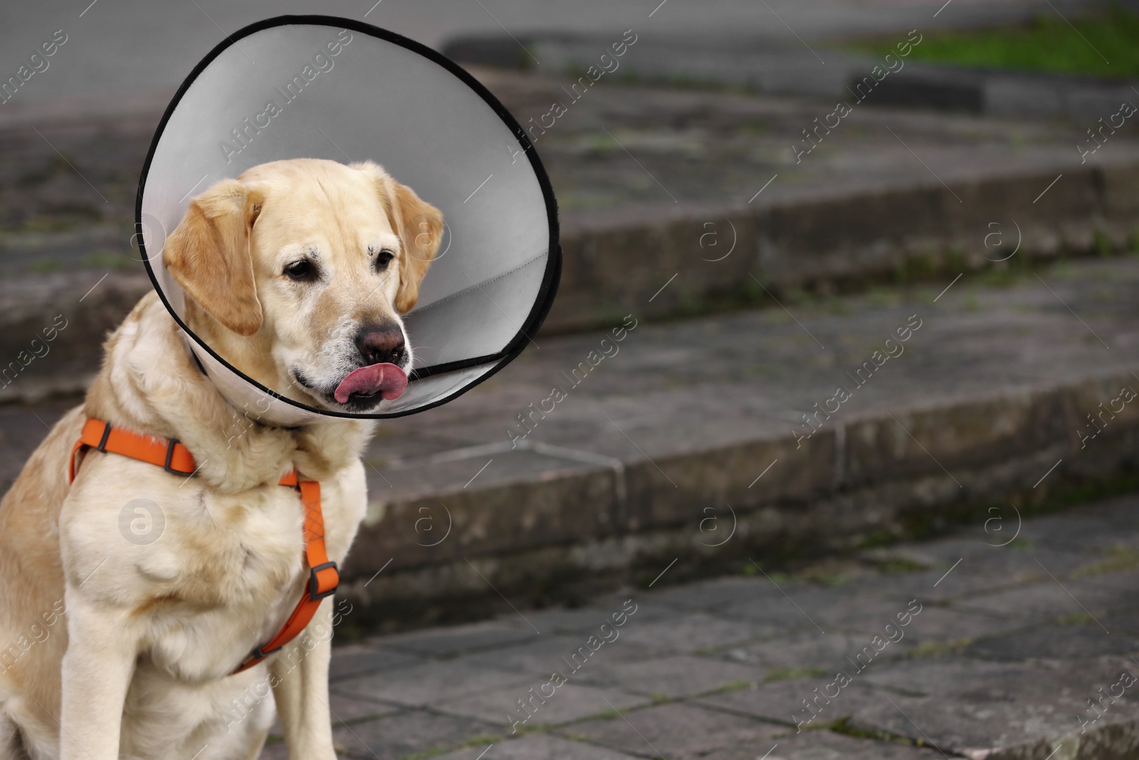 Photo of Adorable Labrador Retriever dog wearing Elizabethan collar outdoors, space for text