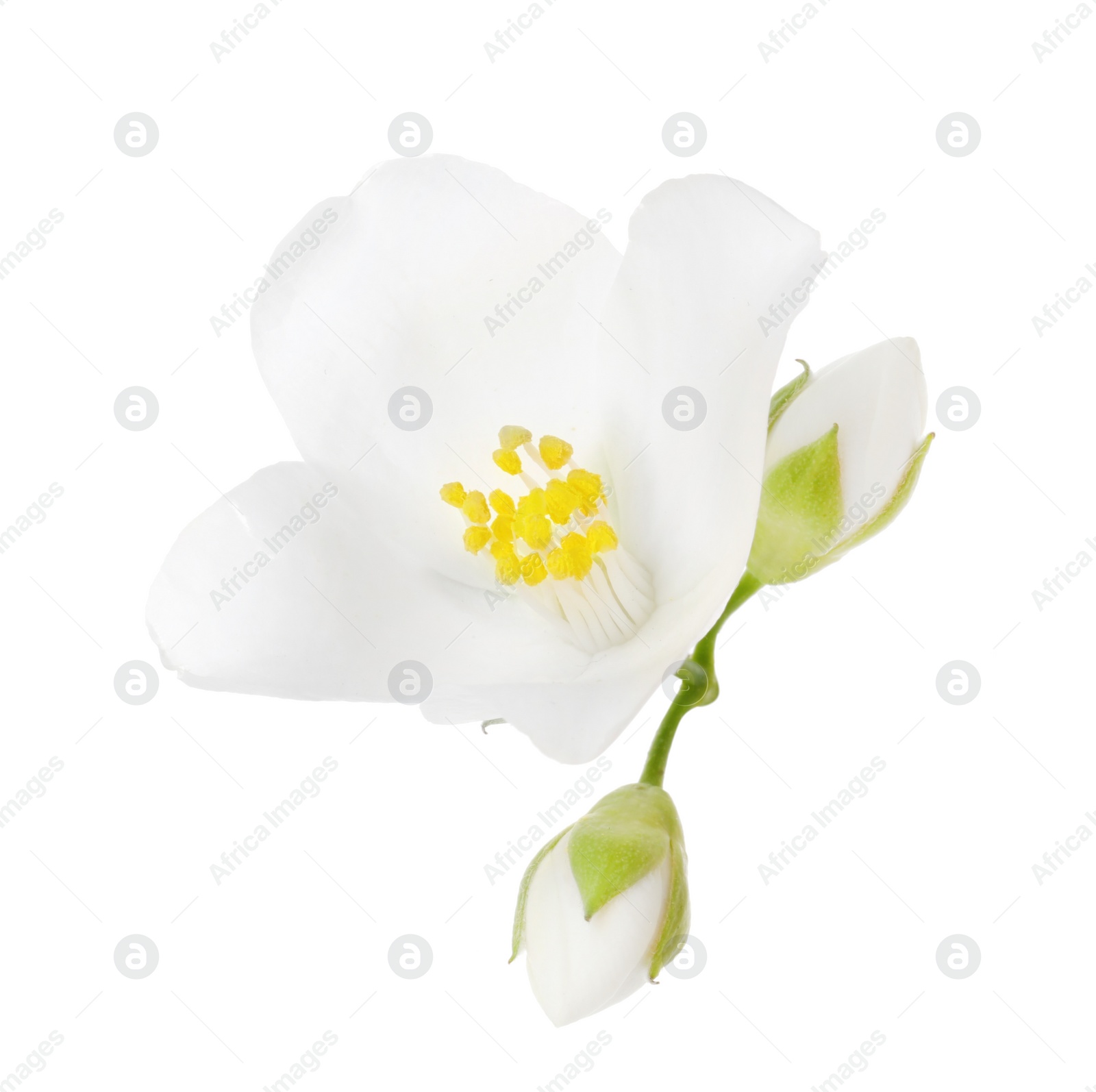 Photo of Beautiful jasmine flower and buds isolated on white