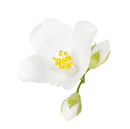 Beautiful jasmine flower and buds isolated on white