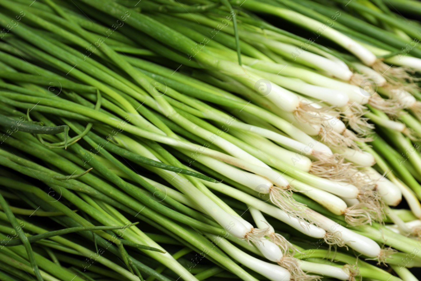 Photo of Fresh green onions as background, above view