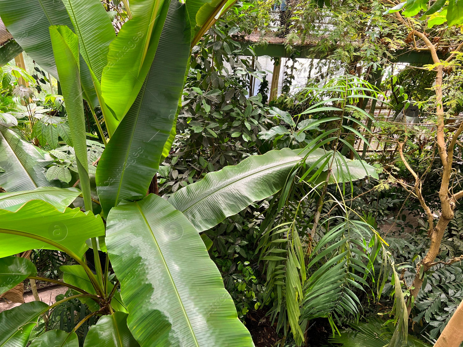 Photo of Beautiful banana leaf plant growing in greenhouse