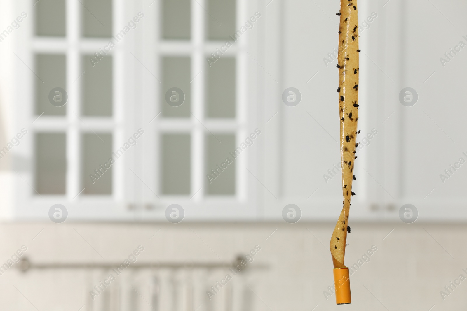 Photo of Sticky insect tape with dead flies in kitchen, space for text