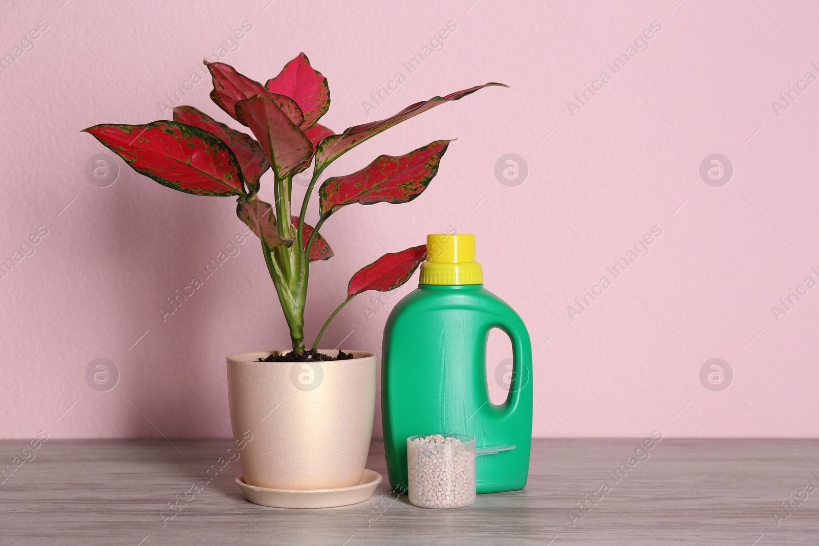 Photo of Beautiful Aglaonema in pot and houseplant fertilizers on wooden table