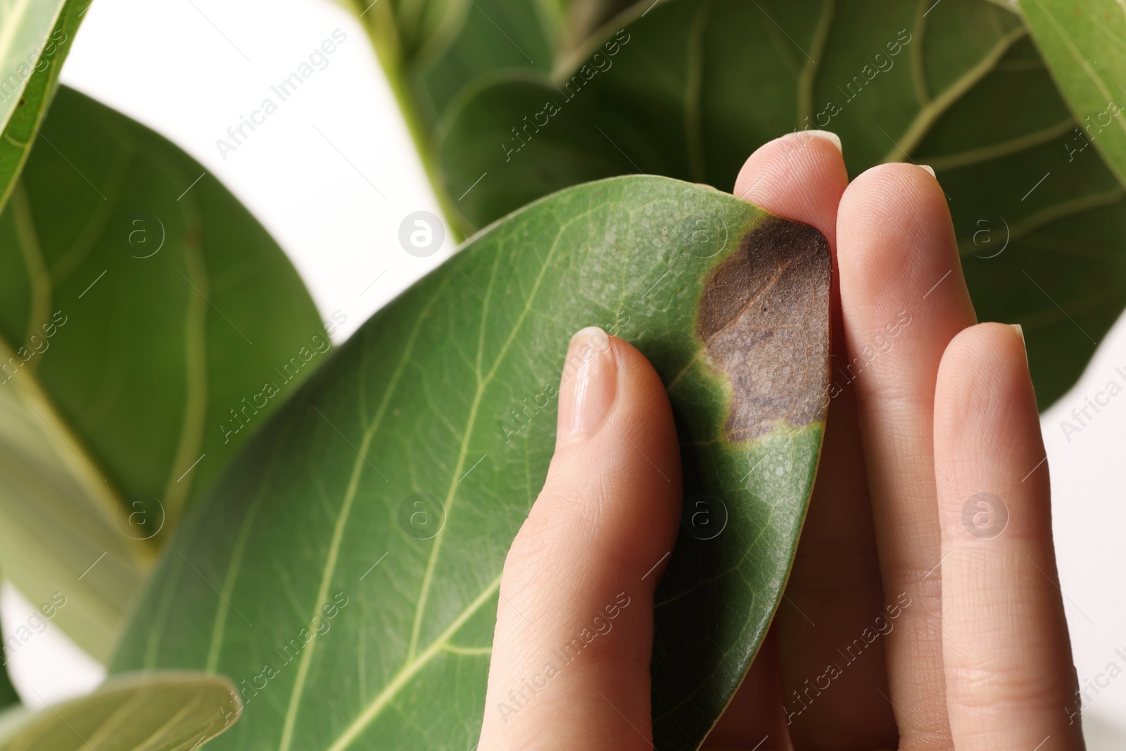 Photo of Woman touching houseplant with damaged leaf on white background, closeup