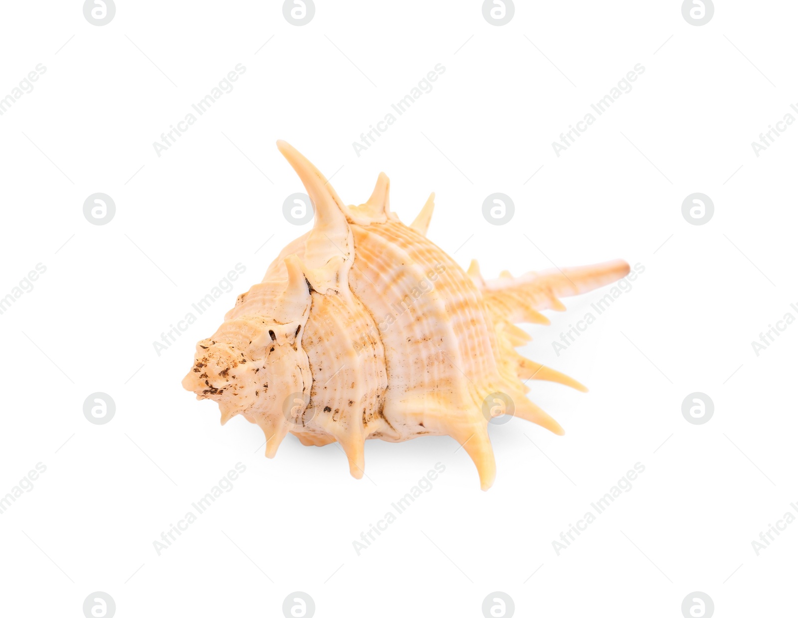 Photo of Beautiful seashell isolated on white. Beach object