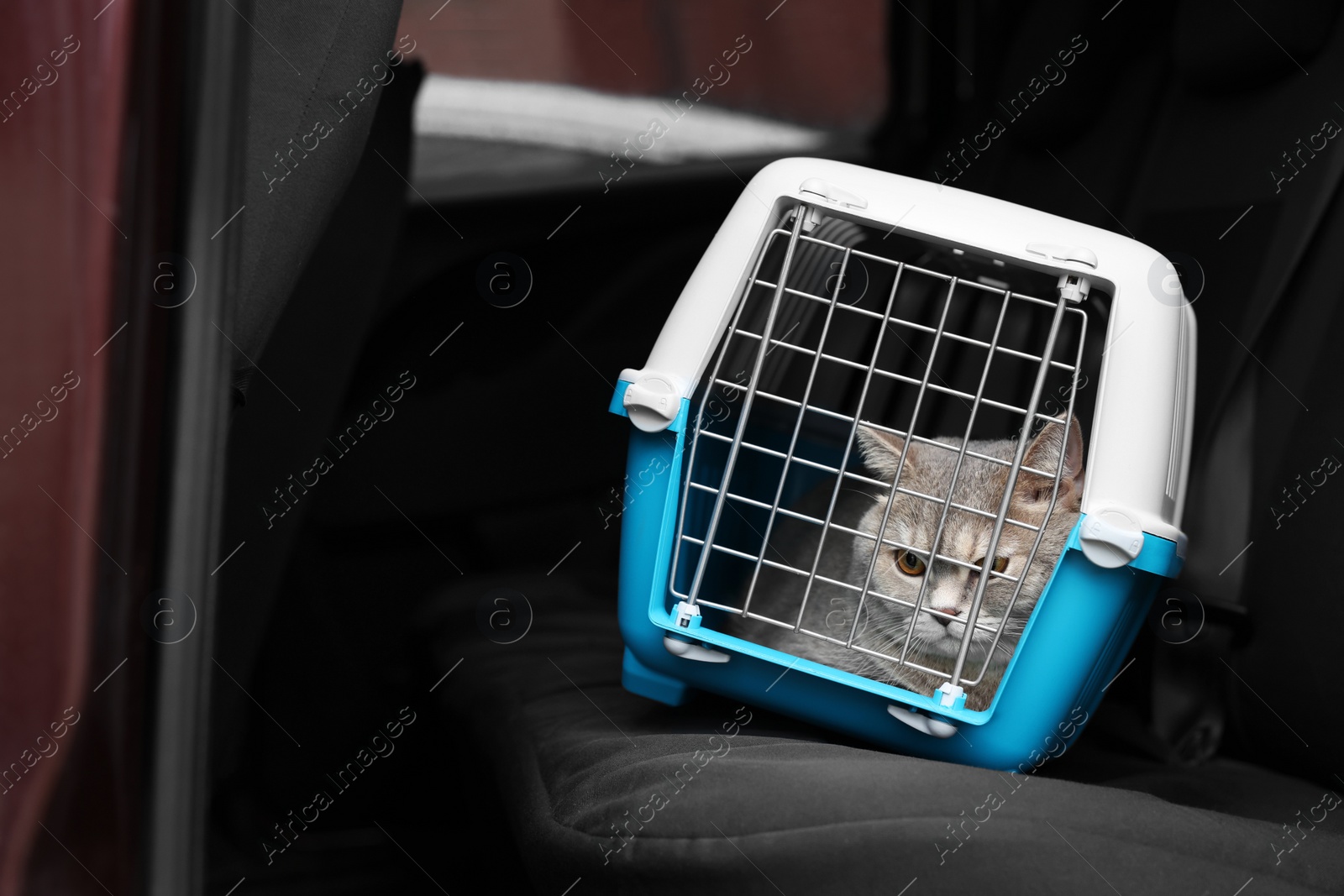 Photo of Travel with pet. Cute cat in carrier inside car, space for text