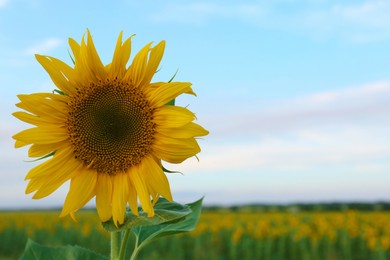 Photo of Beautiful blooming sunflower in field on summer day. Space for text