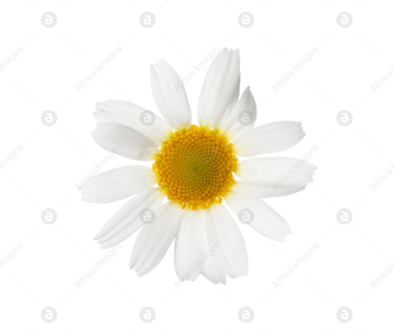 Photo of Blooming chamomile isolated on white. Beautiful flower