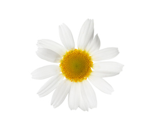 Photo of Blooming chamomile isolated on white. Beautiful flower