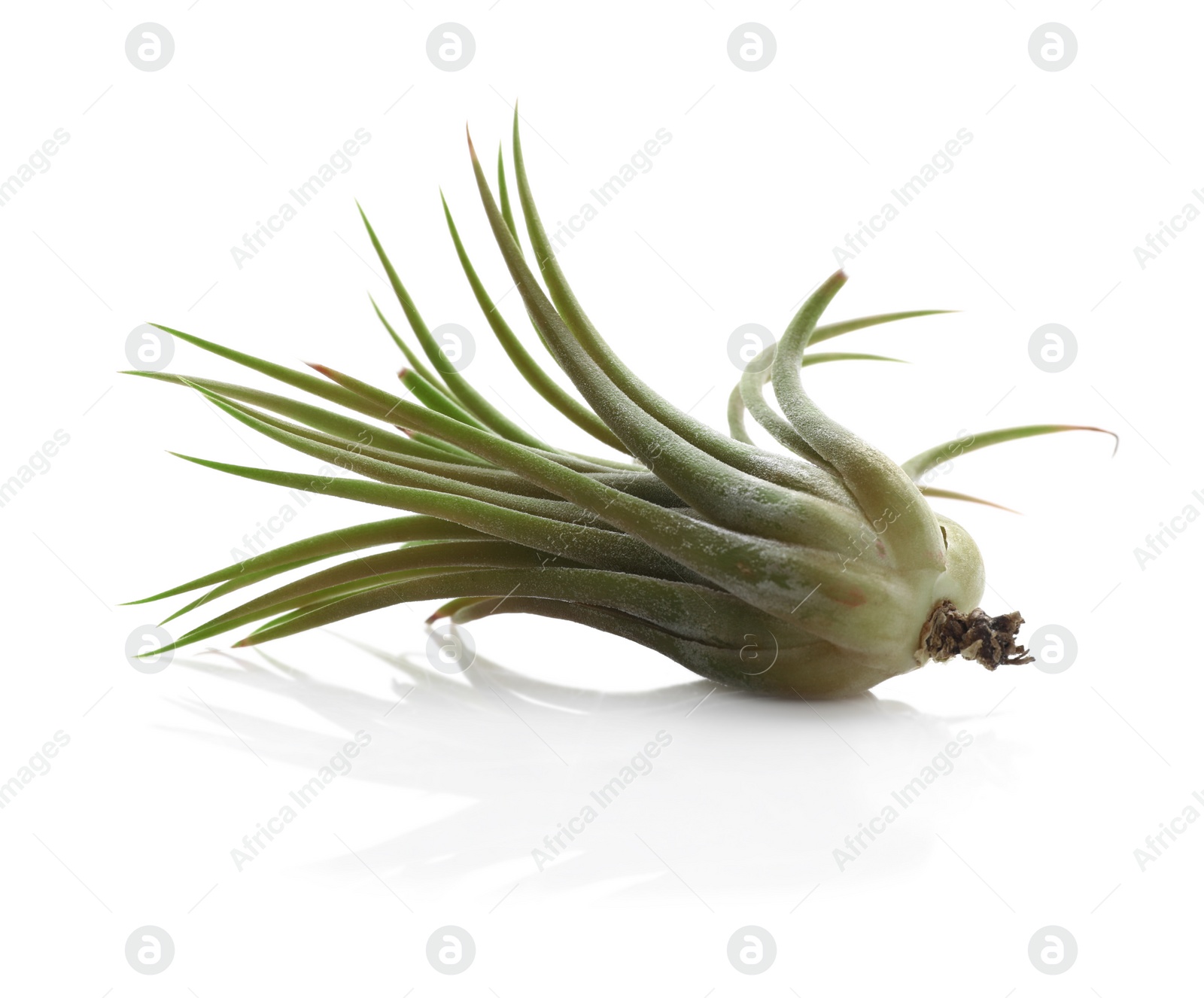 Photo of Beautiful Tillandsia plant isolated on white. Home decor