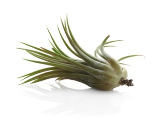 Beautiful Tillandsia plant isolated on white. Home decor