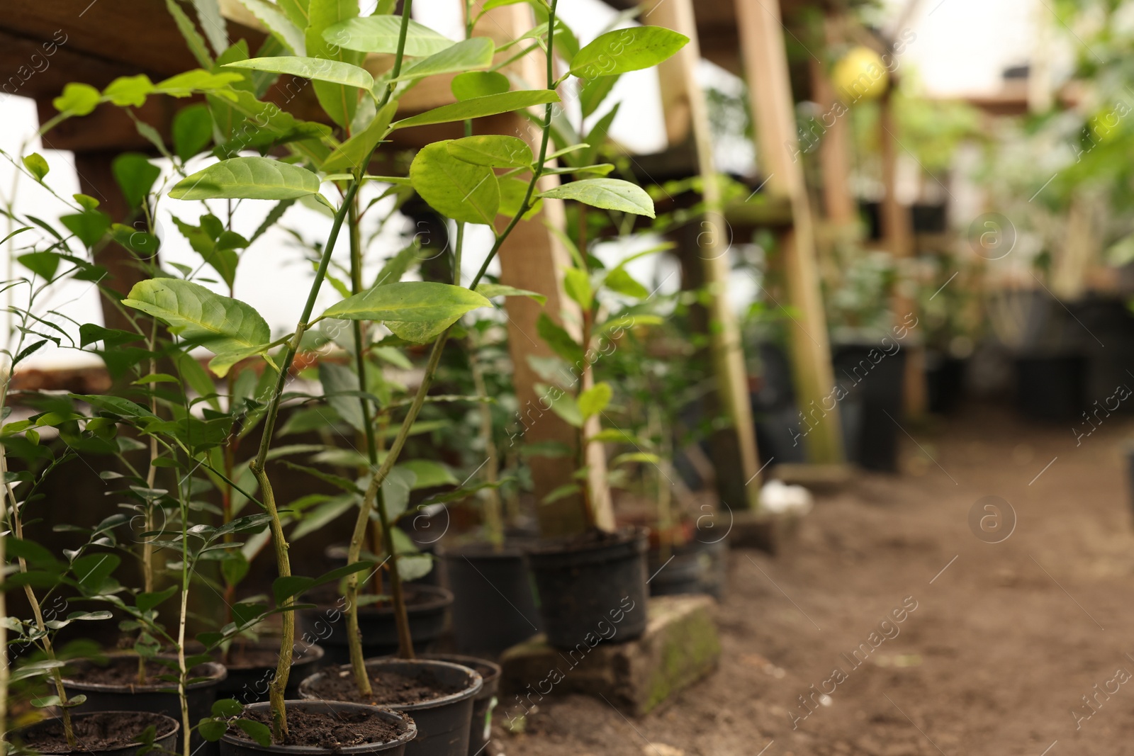 Photo of Many different beautiful potted plants in greenhouse, space for text