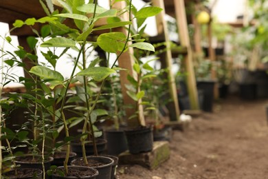 Many different beautiful potted plants in greenhouse, space for text