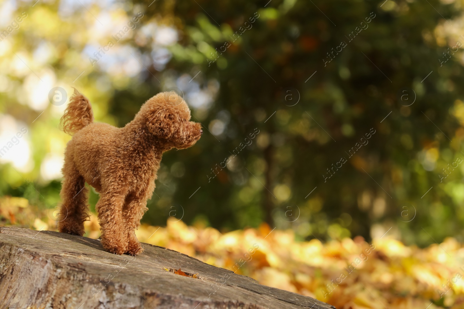 Photo of Cute Maltipoo dog on tree stump in autumn park, space for text