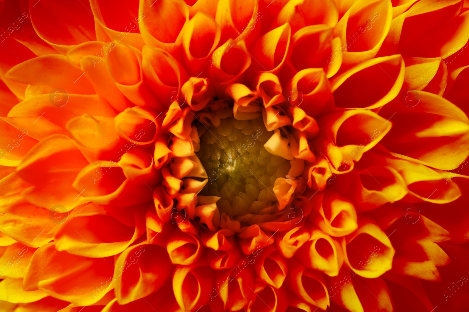 Image of Beautiful orange dahlia flower as background, closeup