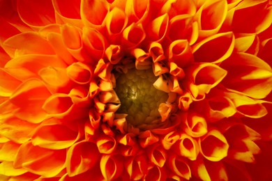 Beautiful orange dahlia flower as background, closeup