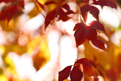 Photo of Tree branch with sunlit bright leaves in park, closeup. Autumn season