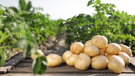 Photo of Wooden crate with raw young potatoes in field on summer day