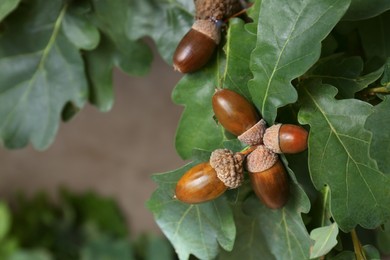 Photo of Oak branch with acorns and green leaves outdoors, closeup. Space for text