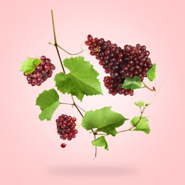 Image of Fresh grapes and vine in air on light red background