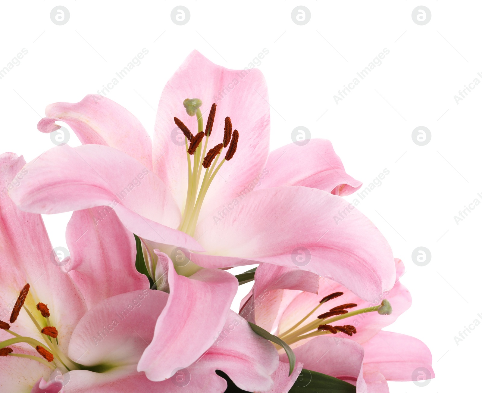 Photo of Beautiful pink lily flowers on white background