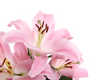 Beautiful pink lily flowers on white background