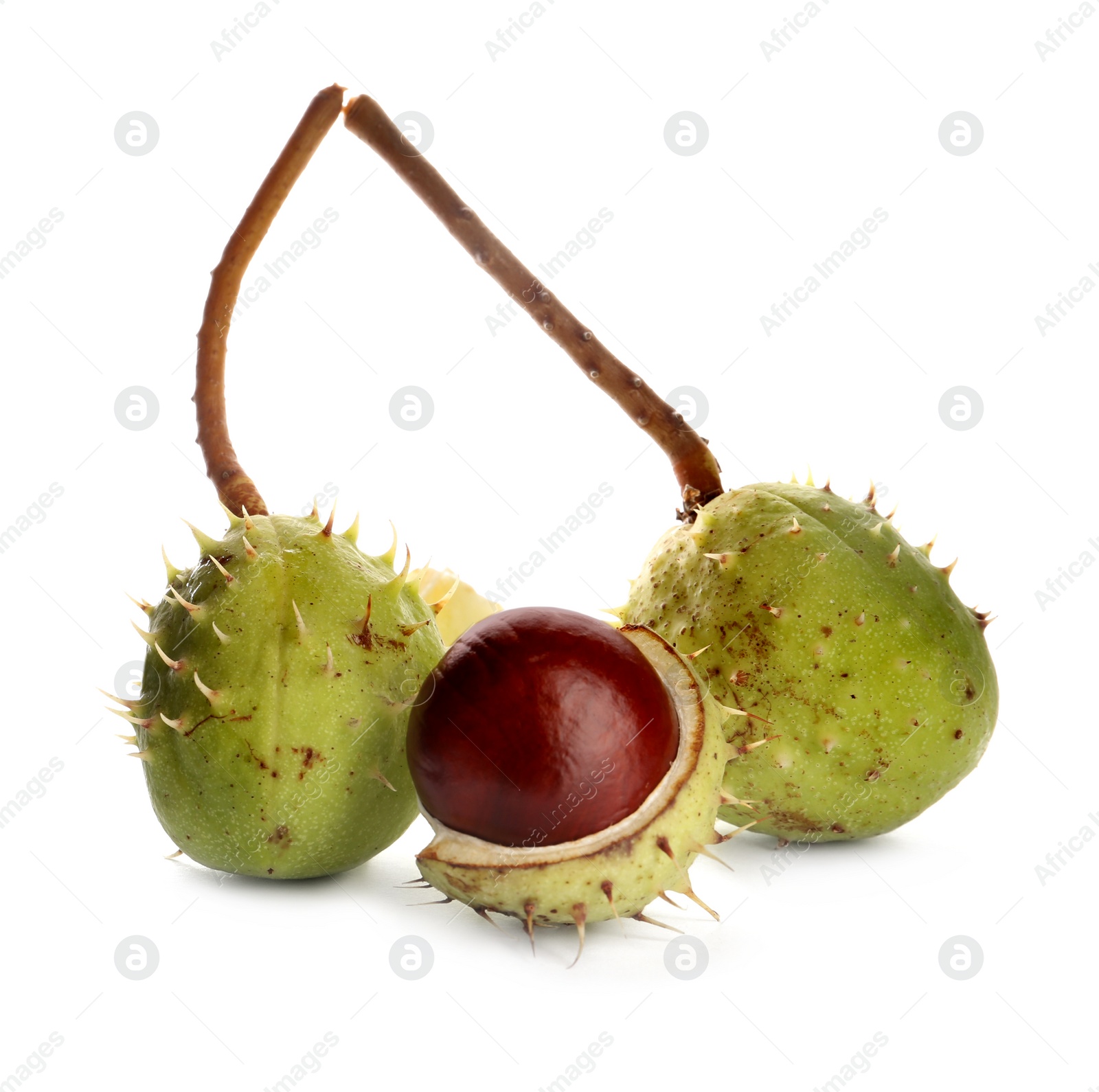 Photo of Horse chestnuts in pods isolated on white